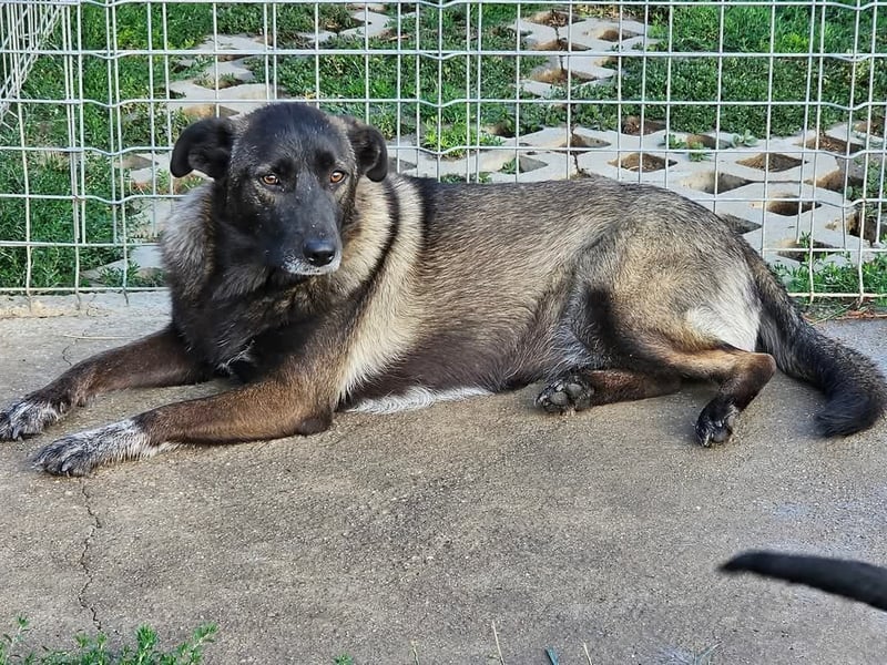 Cara, aufgeschlossen,freundlich,sozial und verschmust , mehr geht nicht!