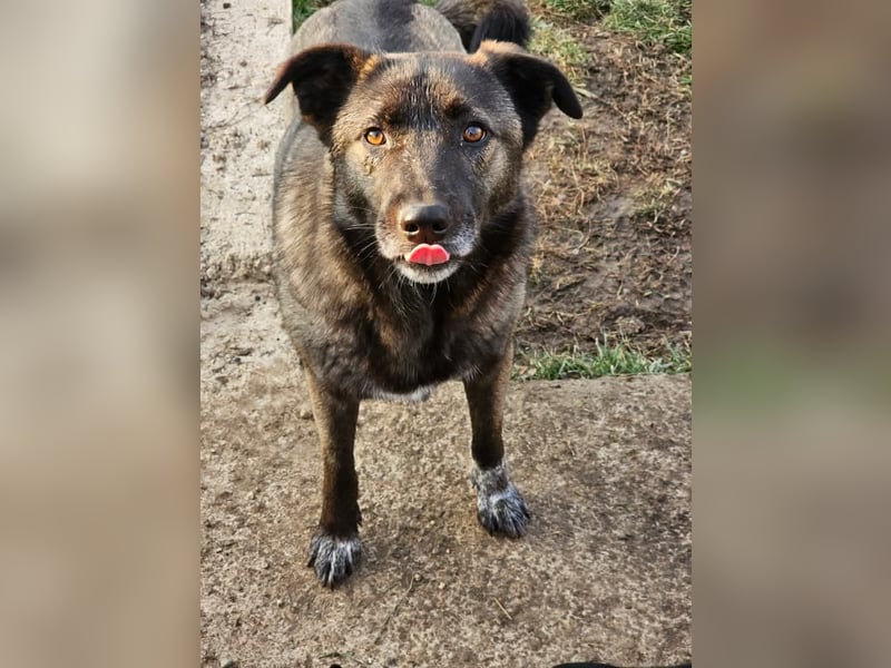 Cara, aufgeschlossen,freundlich,sozial und verschmust , mehr geht nicht!
