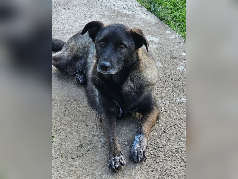 Cara, aufgeschlossen,freundlich,sozial und verschmust , mehr geht nicht!