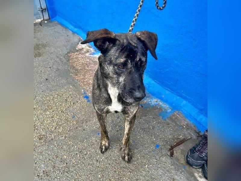 CHANEL die sanfte Hündin