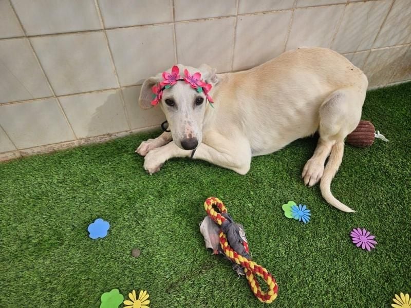 VICHYSSOISE trägt die spanische Sonne im Herzen