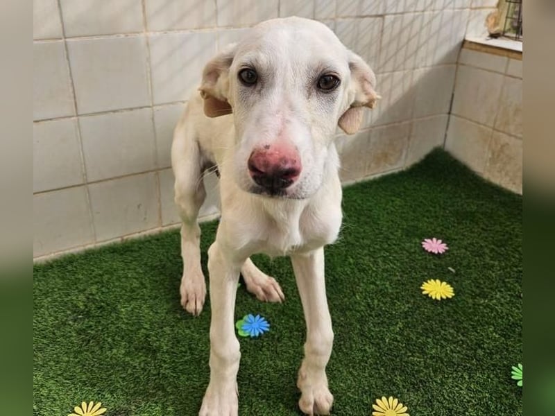 AJOBLANCO trägt die spanische Sonne im Herzen
