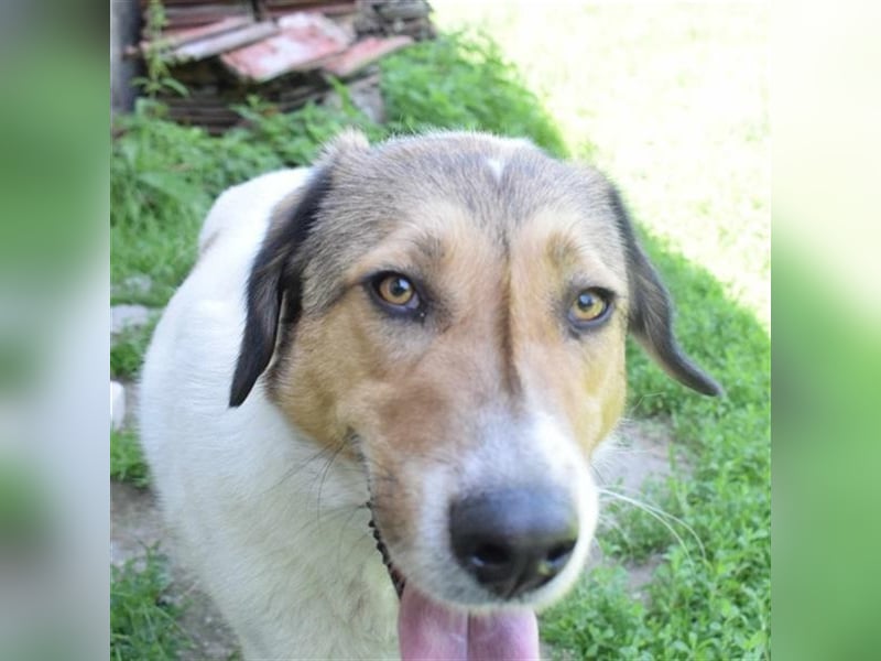 Roy, zugewandt und liebevoll kennt er nur das Tierheim, Katzen-Kinder ja