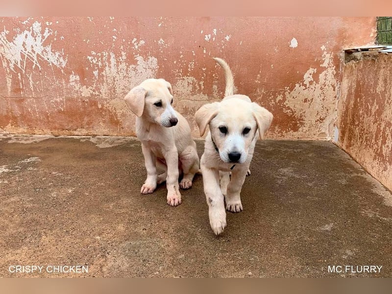 CRISPY ein noch kleiner Sonnenschein