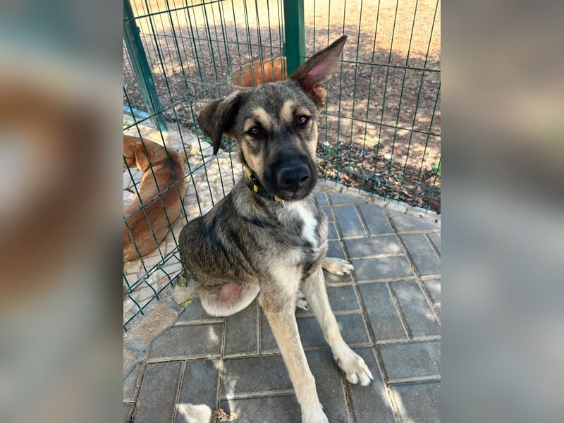 TOM - großes Hundeherz sucht seine Lieblingsmenschen
