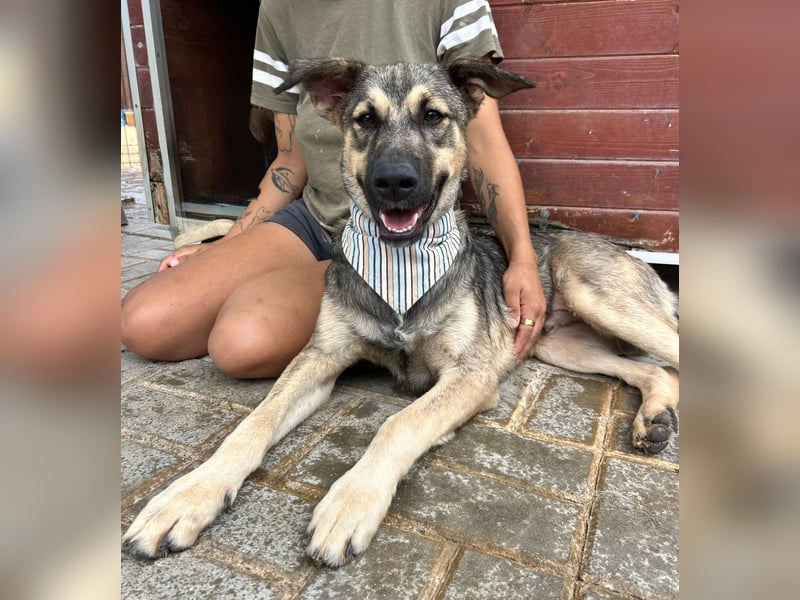 TOM - großes Hundeherz sucht seine Lieblingsmenschen