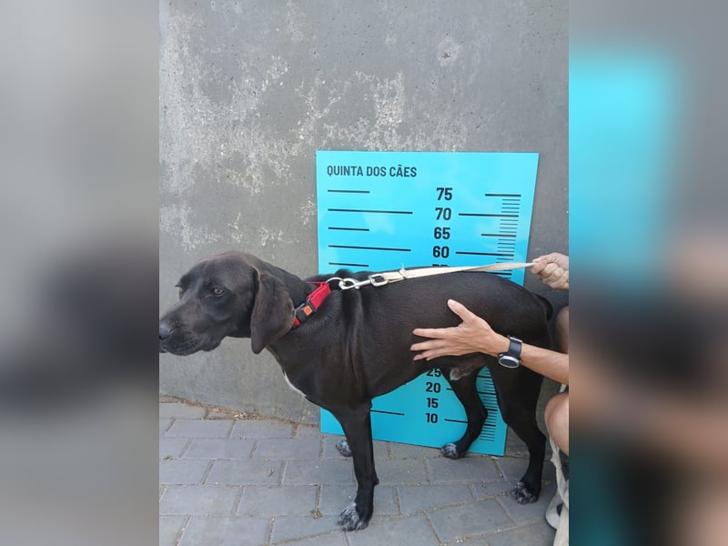 BRUNO wünscht sich eine Familie mit Herz