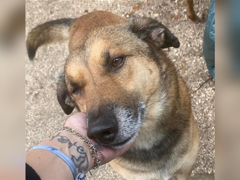 RAMBO sucht liebevolles Zuhause