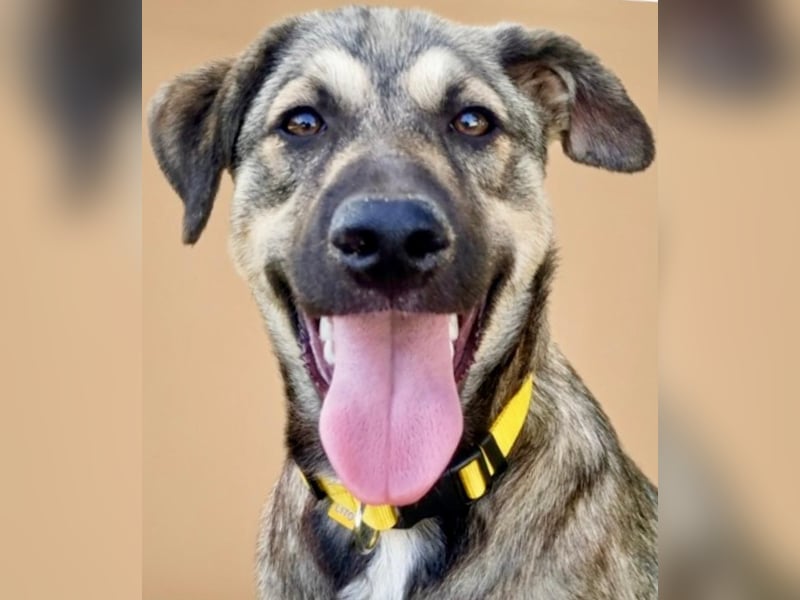 TOM - großes Hundeherz sucht seine Lieblingsmenschen