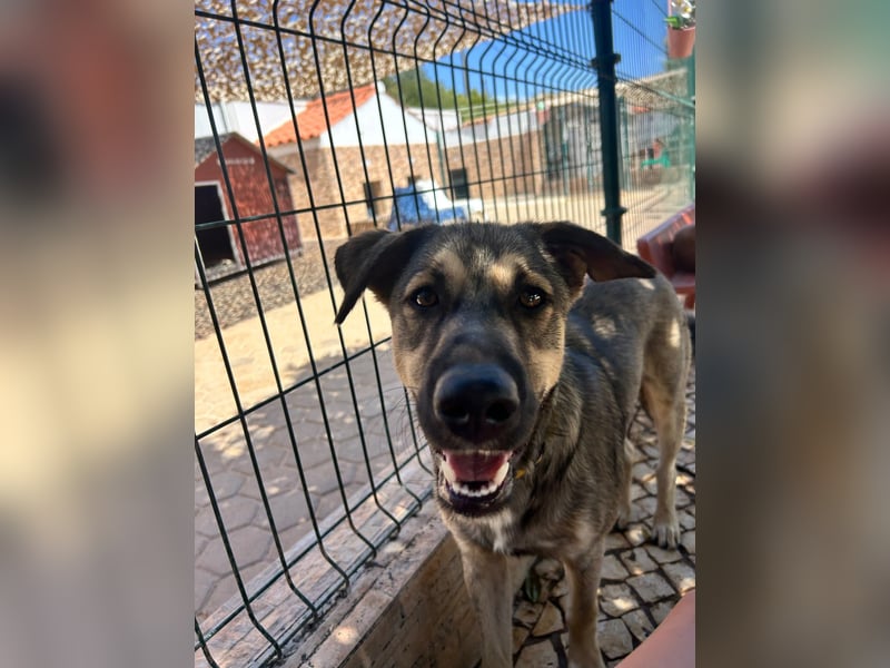 TOM - großes Hundeherz sucht seine Lieblingsmenschen