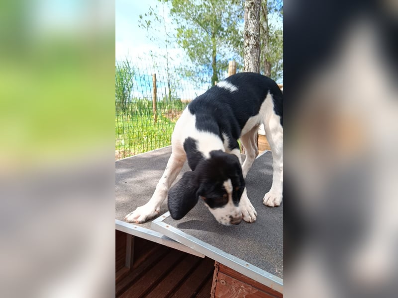 SUSAN sucht ihr Traumkörbchen