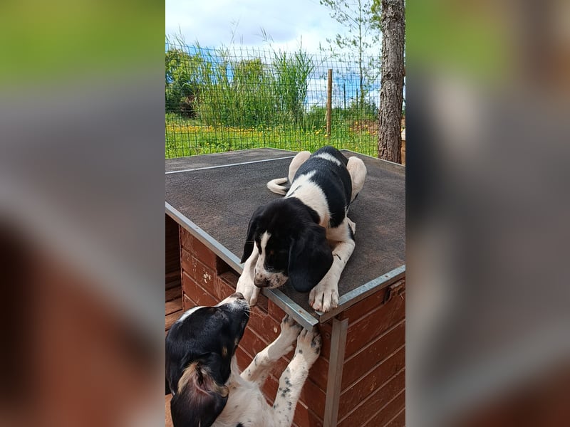 SUSAN sucht ihr Traumkörbchen