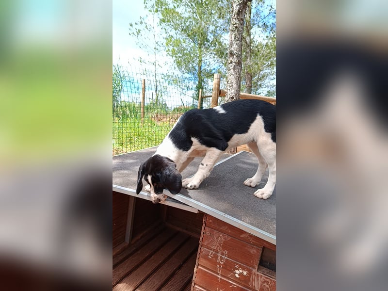 SUSAN sucht ihr Traumkörbchen