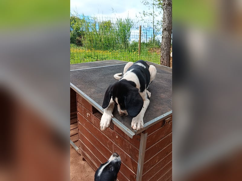 SUSAN sucht ihr Traumkörbchen