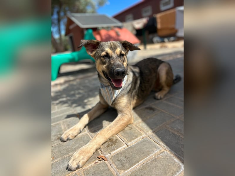 TOM - großes Hundeherz sucht seine Lieblingsmenschen