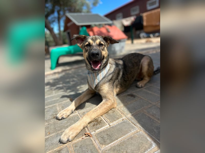 TOM - großes Hundeherz sucht seine Lieblingsmenschen