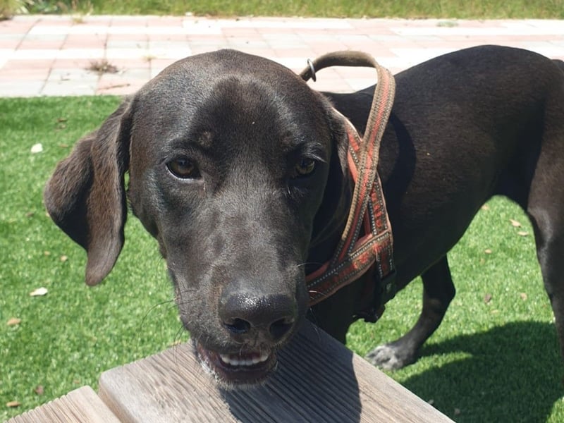 BRUNO wünscht sich eine Familie mit Herz