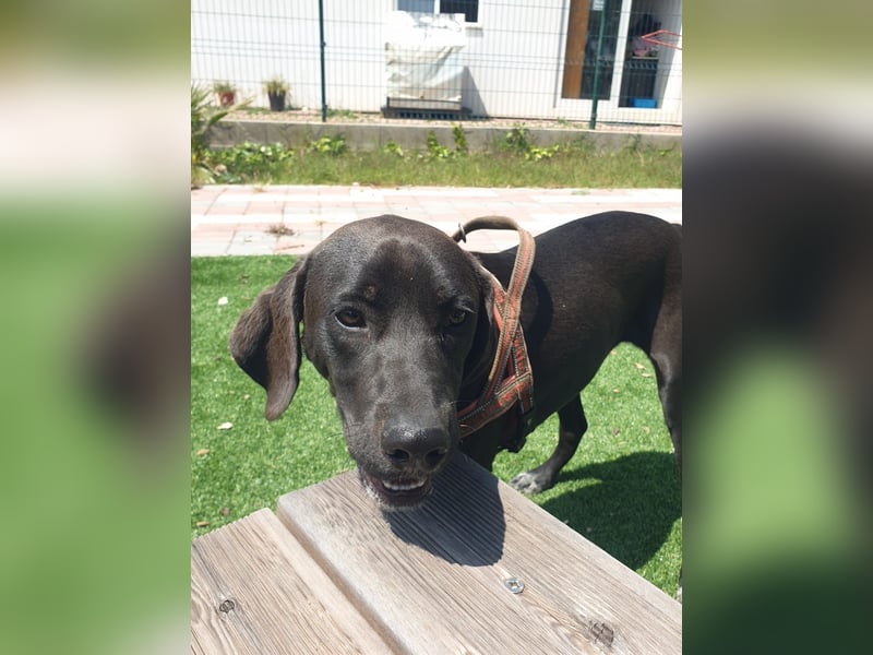 BRUNO wünscht sich eine Familie mit Herz