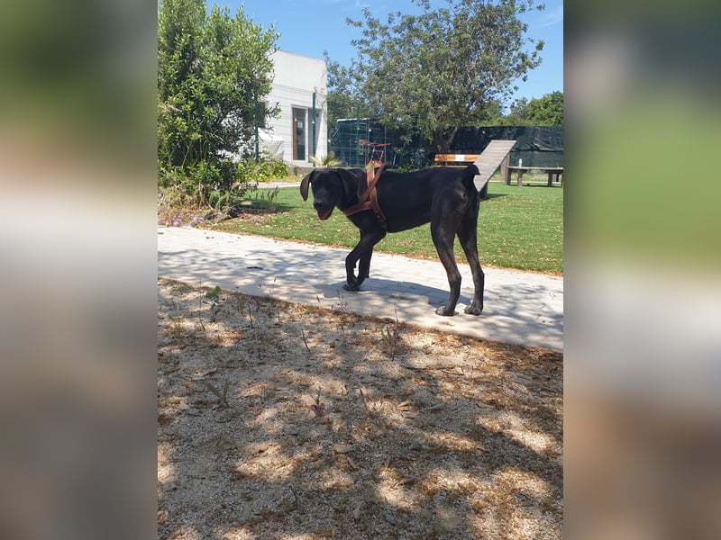 BRUNO wünscht sich eine Familie mit Herz