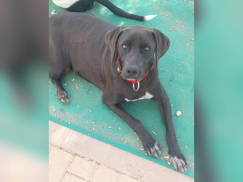 BRUNO wünscht sich eine Familie mit Herz