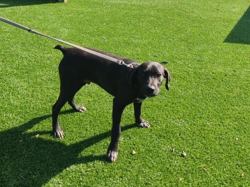 BRUNO wünscht sich eine Familie mit Herz