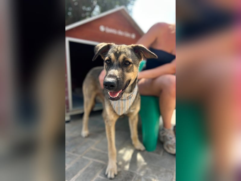 TOM - großes Hundeherz sucht seine Lieblingsmenschen