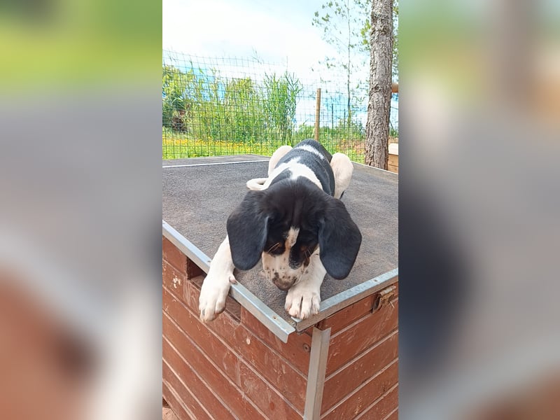 SUSAN sucht ihr Traumkörbchen