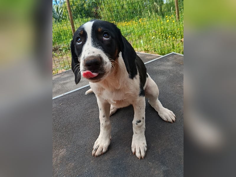 SUSAN sucht ihr Traumkörbchen