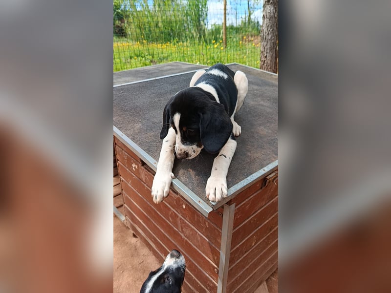 SUSAN sucht ihr Traumkörbchen