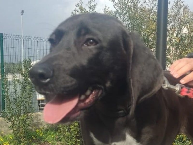 BRUNO wünscht sich eine Familie mit Herz