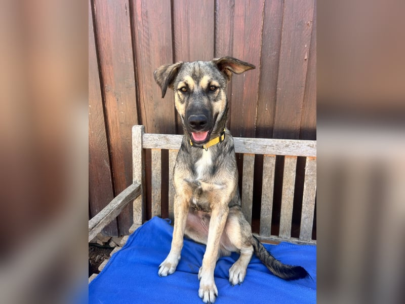 TOM - großes Hundeherz sucht seine Lieblingsmenschen