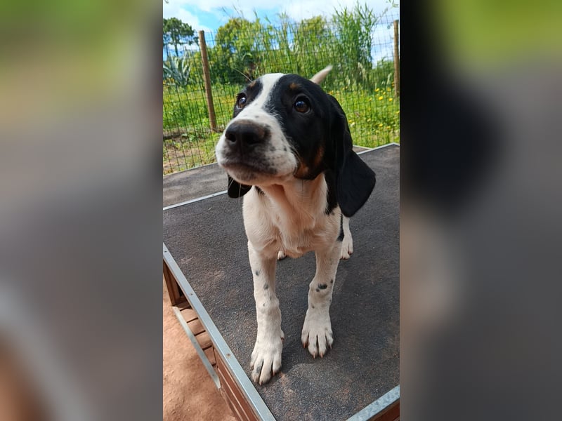 SUSAN sucht ihr Traumkörbchen