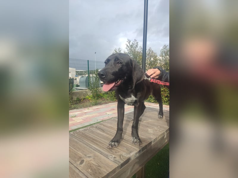 BRUNO wünscht sich eine Familie mit Herz