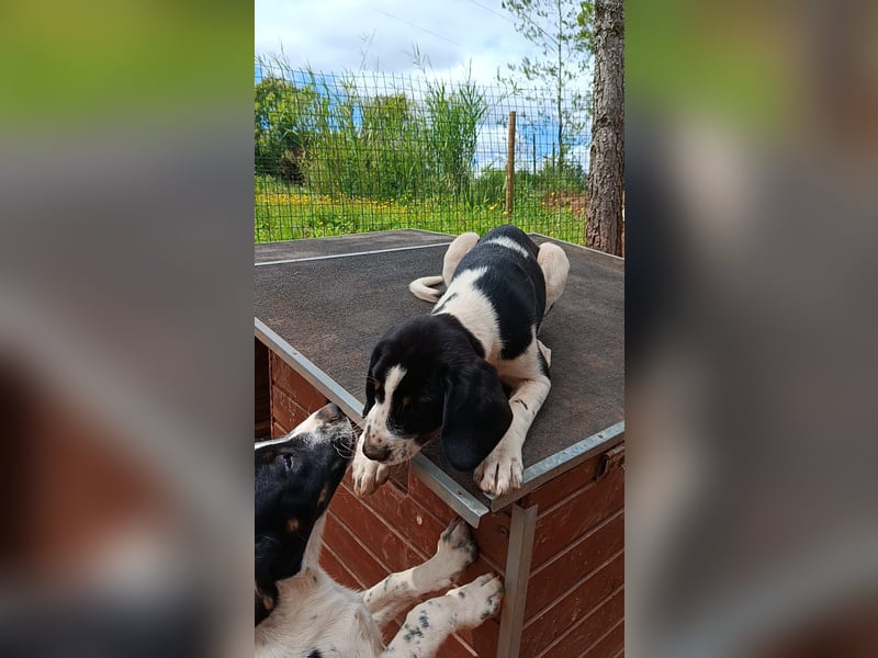 SUSAN sucht ihr Traumkörbchen