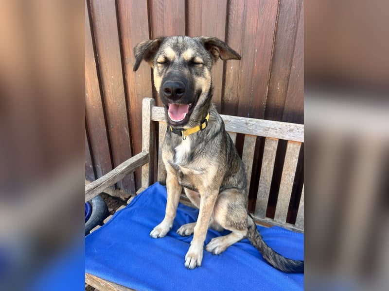 TOM - großes Hundeherz sucht seine Lieblingsmenschen