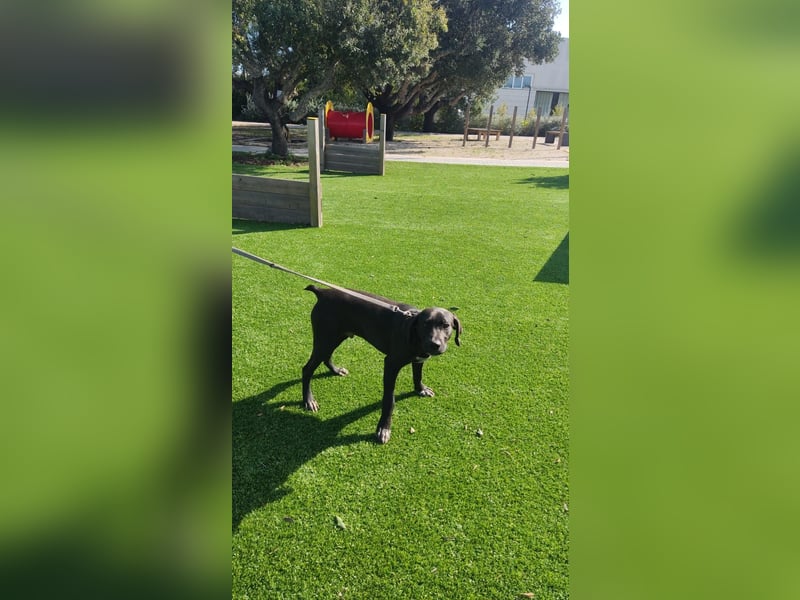 BRUNO wünscht sich eine Familie mit Herz