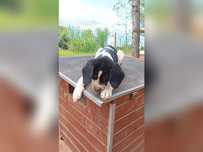 SUSAN sucht ihr Traumkörbchen