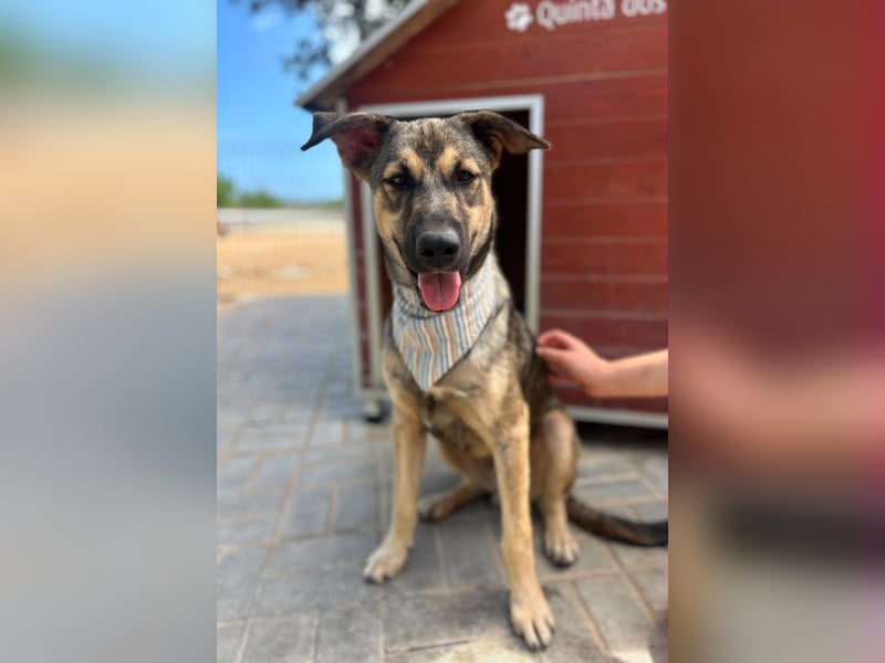 TOM - großes Hundeherz sucht seine Lieblingsmenschen