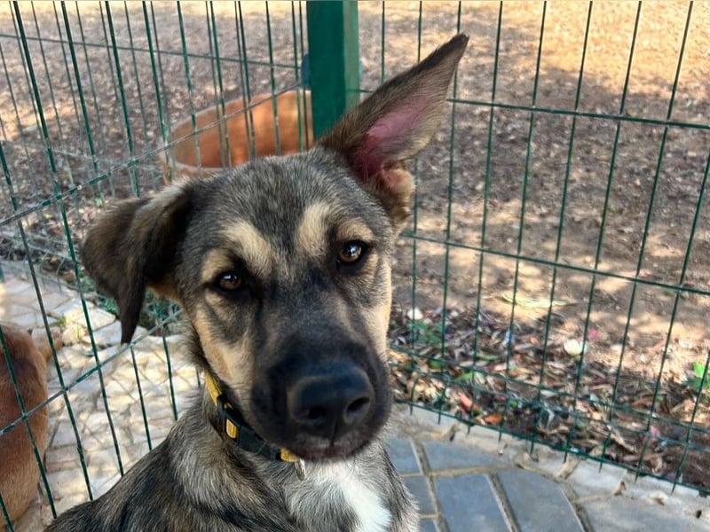 TOM - großes Hundeherz sucht seine Lieblingsmenschen