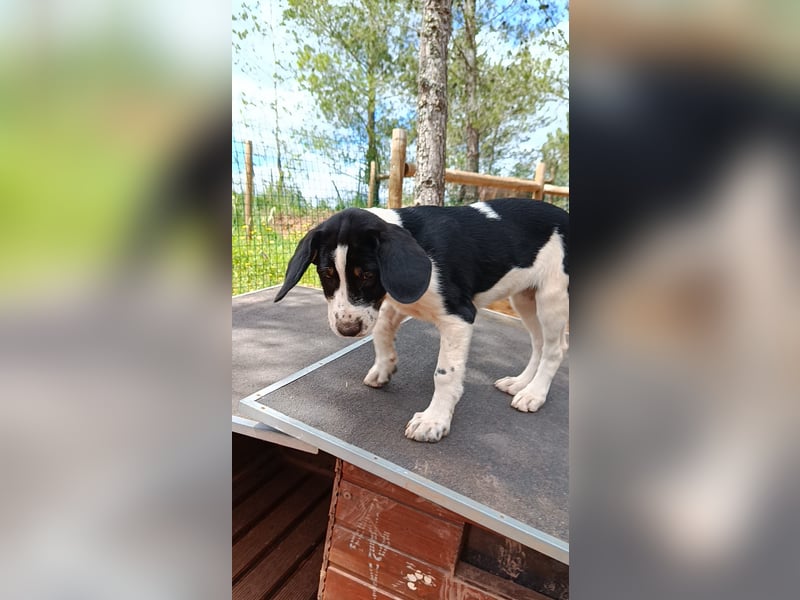 SUSAN sucht ihr Traumkörbchen