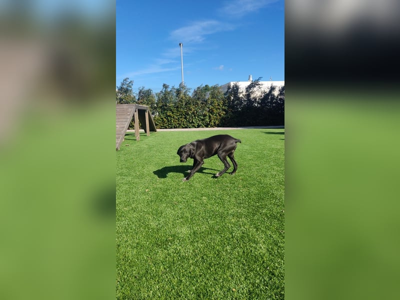 BRUNO wünscht sich eine Familie mit Herz