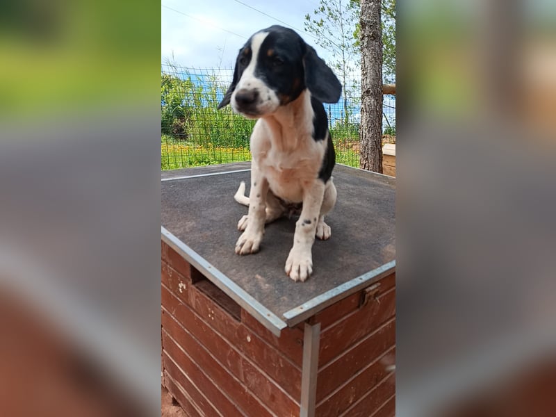 SUSAN sucht ihr Traumkörbchen