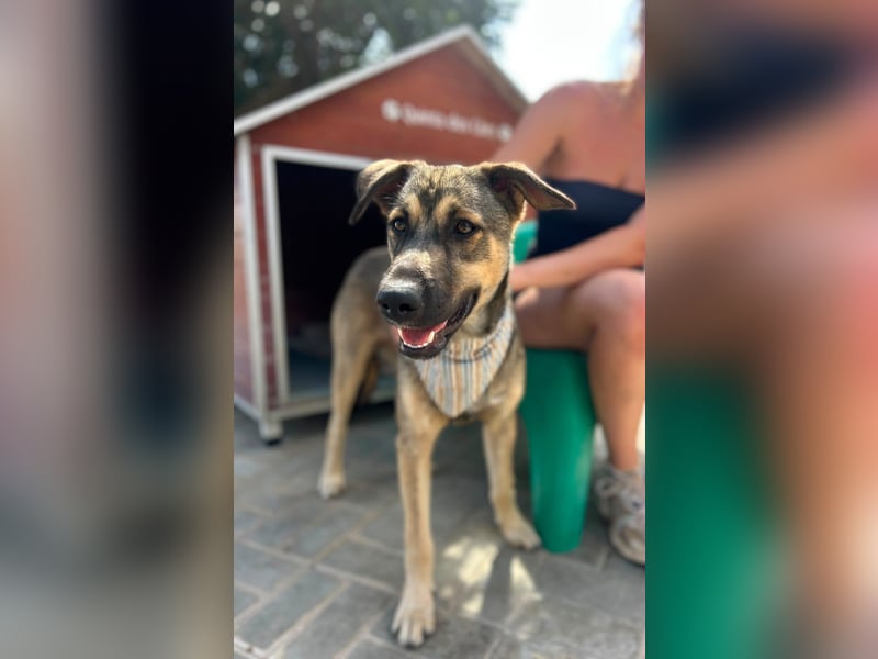 TOM - großes Hundeherz sucht seine Lieblingsmenschen