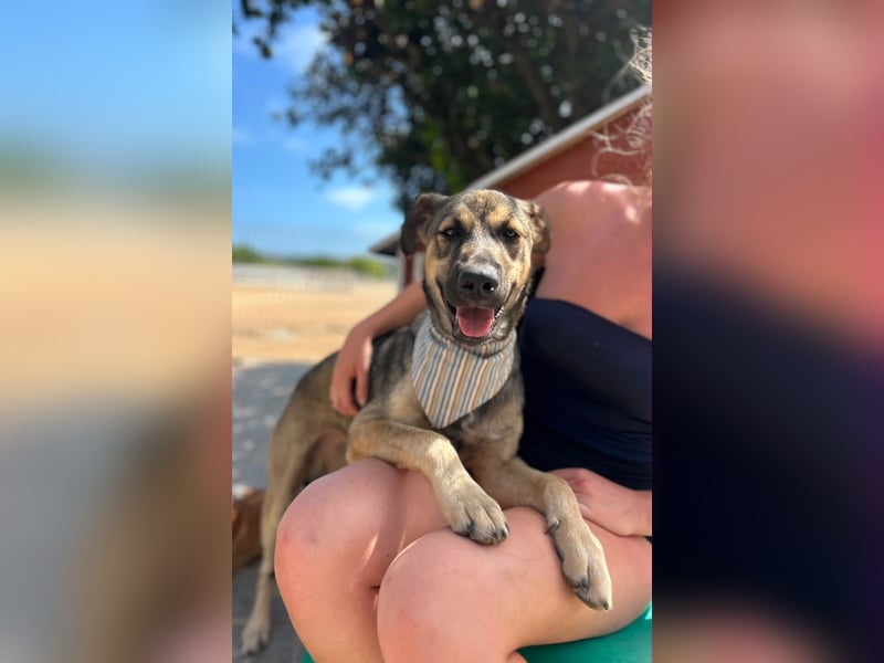 TOM - großes Hundeherz sucht seine Lieblingsmenschen