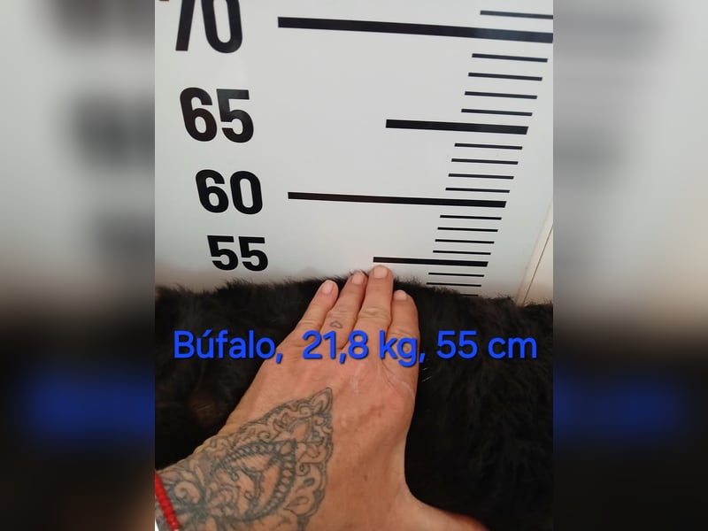 BUFFALO wünscht sich seine eigene Familie