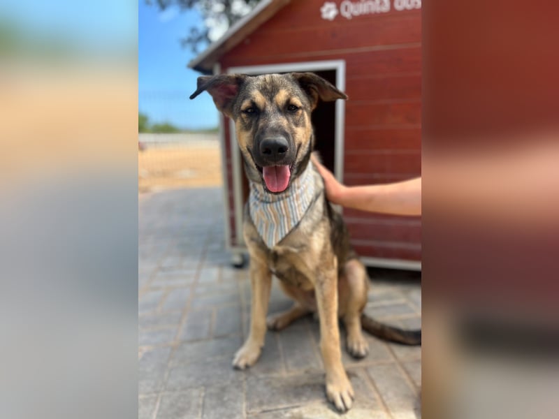 TOM - großes Hundeherz sucht seine Lieblingsmenschen