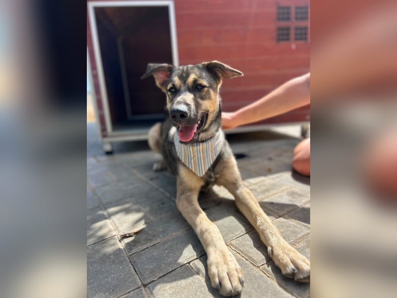TOM - großes Hundeherz sucht seine Lieblingsmenschen