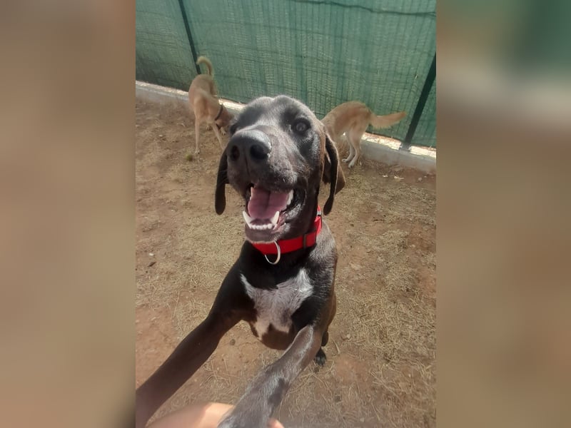 BRUNO wünscht sich eine Familie mit Herz