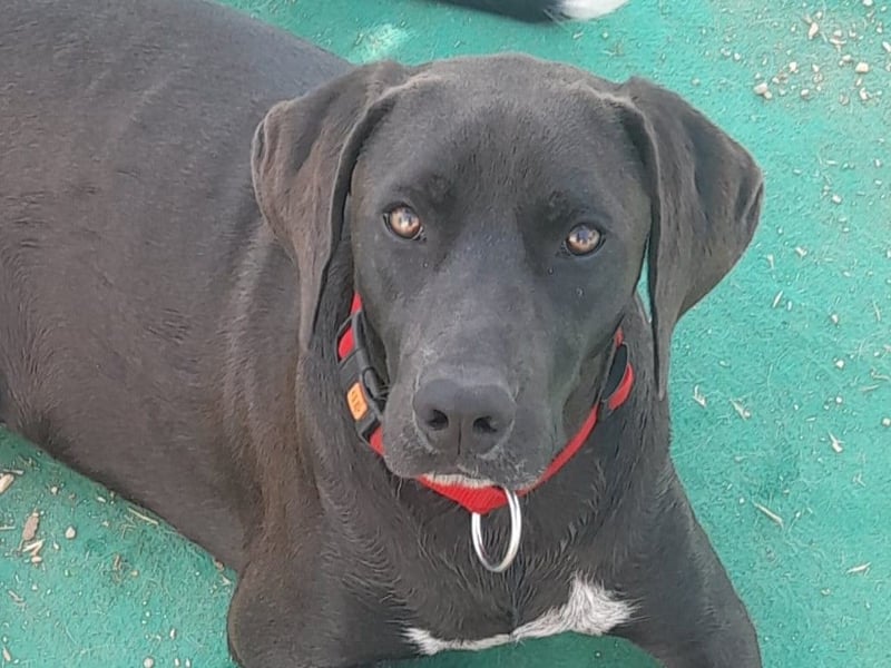 BRUNO wünscht sich eine Familie mit Herz