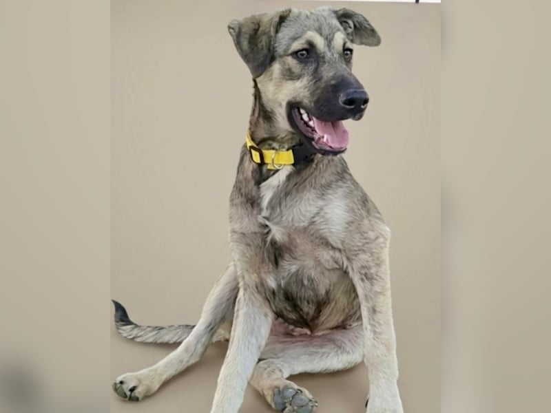 TOM - großes Hundeherz sucht seine Lieblingsmenschen